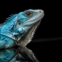 Fototapeta premium blue iguana closeup on reflection with black back