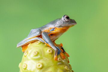 The green flying frog, small flying tree frog, Reinwardti's frog, Reinwardti's flying frog,...