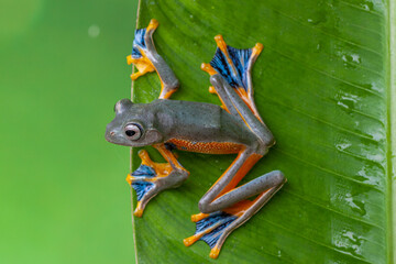 The green flying frog, small flying tree frog, Reinwardti's frog, Reinwardti's flying frog, Reinwardti's tree frog, Reinwardti's gliding frog, or black-webbed tree frog (Rhacophorus reinwardtii)