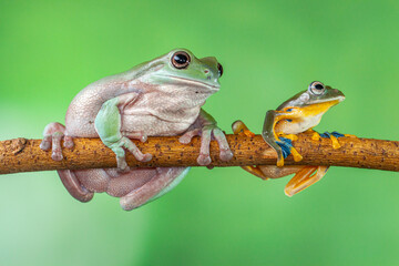 Naklejka premium The green flying frog, small flying tree frog, Reinwardti's frog, Reinwardti's flying frog, Reinwardti's tree frog, Reinwardti's gliding frog, or black-webbed tree frog (Rhacophorus reinwardtii)