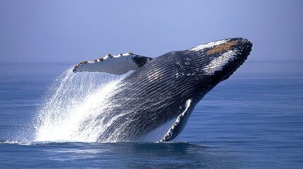 Fototapeta premium Majestic Whale Breaching Against a Scenic Ocean Background