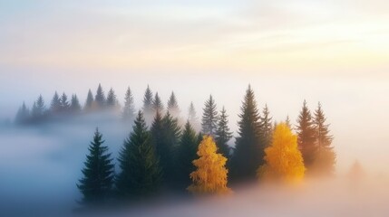 Obraz premium Misty forest at dawn with vibrant autumn trees