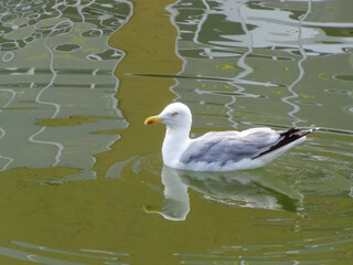 Fototapeta premium Seagull swimming on colored water surface