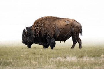 A Photo of a Male Bison in Yellowstone National Park with a white background © Pisaster