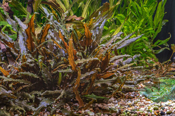 Fototapeta premium Water aquarium plant Cryptocoryne wendtii in aquarium.