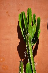 Cactus urbano