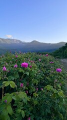 Obraz premium Summer Bliss: A Scenic Rose Field Plantation in the Mountains