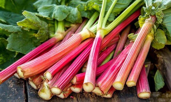 Fresh rhubarb stalks with green leaves, ready for culinary use.