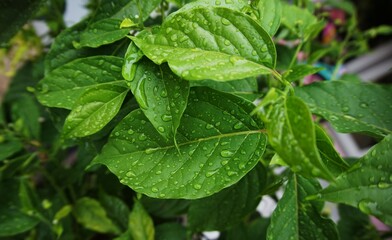 photo of clear dew sticking to leaves