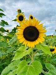 sunflower in the field