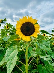 sunflower in the field