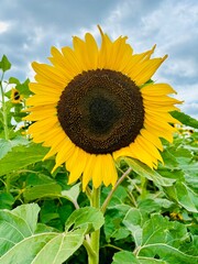 sunflower on the field