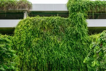 A green plant is growing on the side of a building