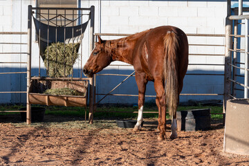 A quarter horse eating hay in its box