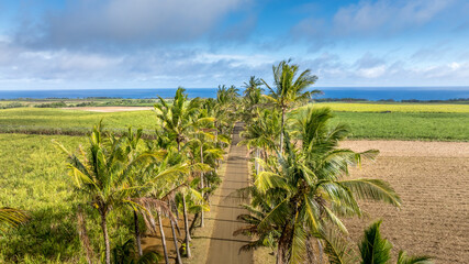 Fototapeta premium palm tree on the beach