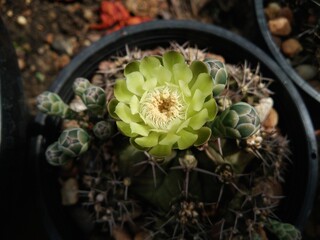 Cactus