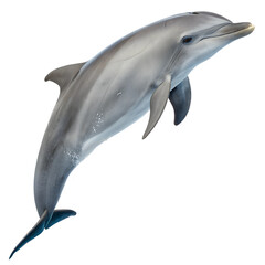 dolphin isolated on white