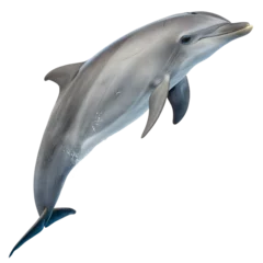 dolphin isolated on white © Cosmic