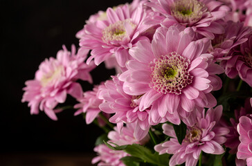 Obraz premium The chrysanthemums with purple flowers close-up