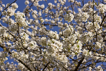 Obraz premium blühender Kirschbaum als symbol des Frühlings vor blauem Himmel