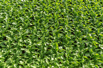 三浦市の緑広がる大根畑