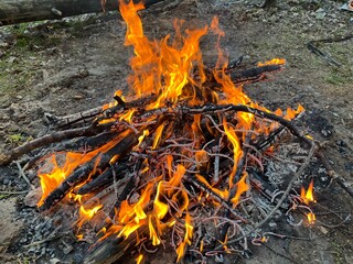 tourists lit a bonfire in the forest at a rest stop