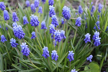 muscari flowers in the garden