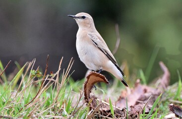 Northern wheatear (Oenanthe oenanthe)