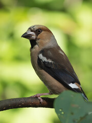 Obraz premium A hawfinch perching on a tree branch, close-up