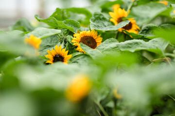 Sunflowers looking out towards the sun.