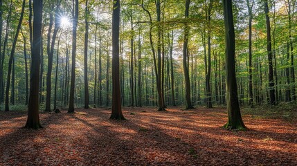 Fototapeta premium Morning sunlight filters through lush forest trees scenic nature landscape autumn vibes peaceful environment natural serenity