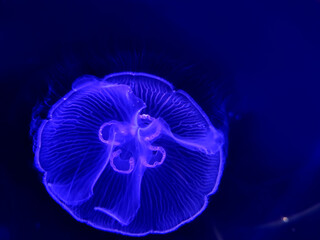 Obraz premium Jellyfish in an aquarium over a dark blue background
