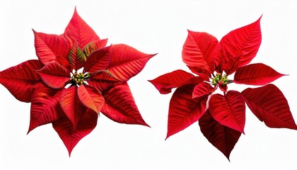 Obraz premium Radiant Red Poinsettias. The Quintessential Symbol of Christmas Decor, Featuring Vibrant Scarlet Leaves with Textured Details. Perfect for Festive Arrangements, Gifting, or Winter Photography