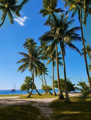 Obraz premium Palms trees on a beach in french polynesia