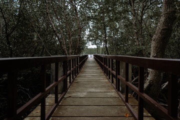 Obraz premium Wooden bridge in the mangrove forest. Romblon, Philippines