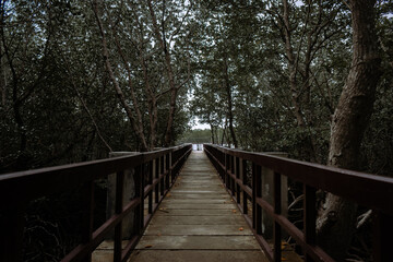 Wooden bridge in the mangrove forest. Portrait. Romblon, Philippines