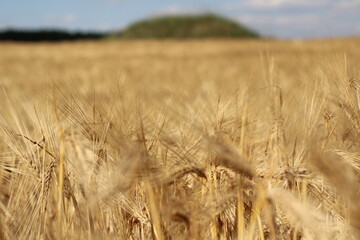 Wheat field by the road. Ukraine. Summer 2013