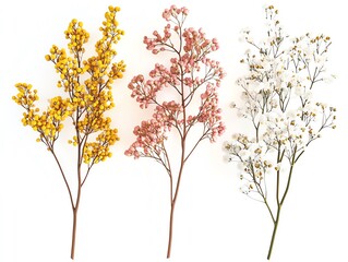 Obraz premium Colorful flowers, white isolate background