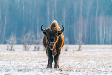 European bison (Bison bonasus) in winter Bialowieza forest, Poland