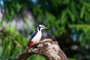 Fototapeta premium Great spotted woodpecker (Dendrocopos major) in Bialowieza forest, Poland