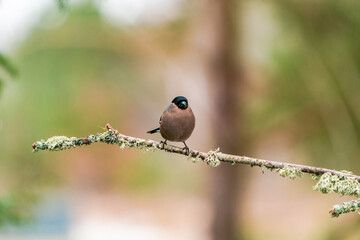 Eurasian bullfinch female (Pyrrhula pyrrhula) - selective focus