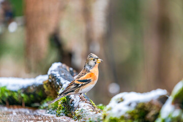 Brambling (Fringilla montifringilla) - selective focus
