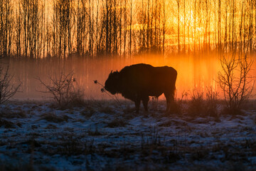 Silhouette of European bison (Bison bonasus) against rising sun in winter Bialowieza forest, Poland