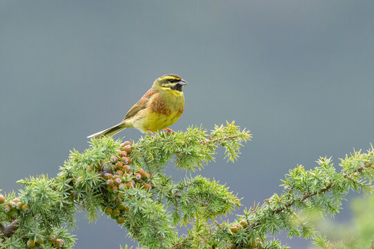 A Cirl Bunting sitting on a green bush