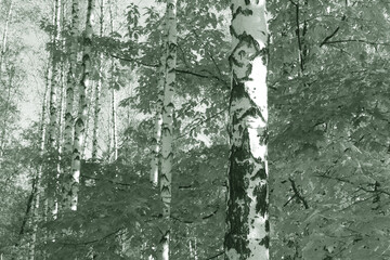 Fototapeta premium black-and-white photo with white birches