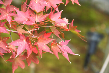 紅葉