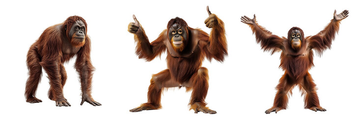 Naklejka premium Set of an orangutan, isolated on a transparent background.