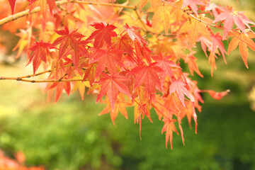紅葉