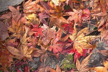 落ち葉