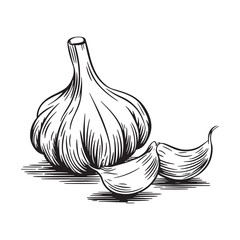 Minimalist Hand drawn garlic design